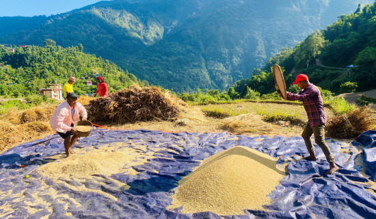 गलकोटका किसानलाई धान भित्र्याउने चटारो