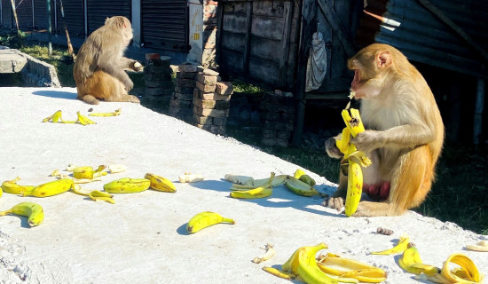 सहरमा रहेका बाँदरको भोक मेटाउँदै ‘आइ केयर यु’