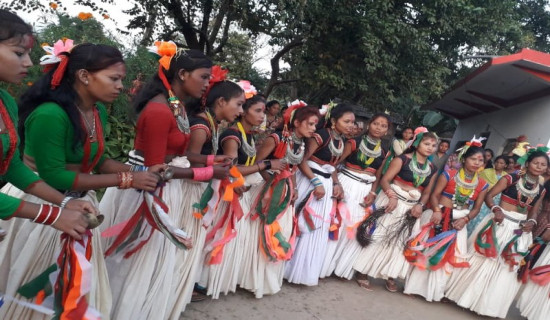 थारु समुदायको मेडरी नाच लोप हुने चिन्ता