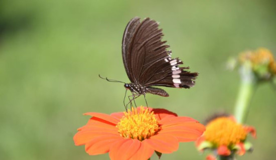 फुलको रस चुस्दै पुतली