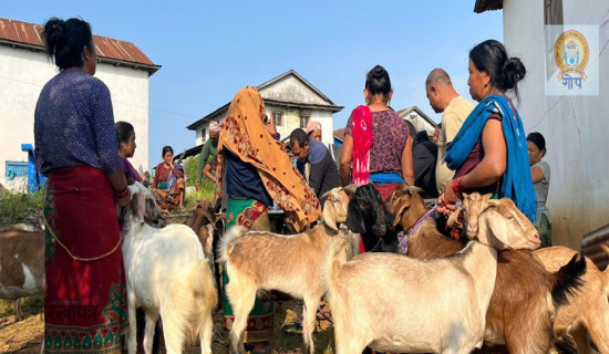 महिला नेतृत्वको सहकारीले बेच्यो दुई करोडको खसीबोका