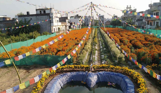 ढकमक्क फुल्यो सयपत्री