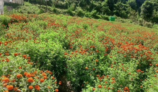 फूल खेतीबाट पढाइ खर्चको जोहो गर्दै विद्यार्थी