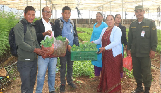 तरकारीको वेर्ना अनुदानमा वितरण गर्दै नगरपालिका