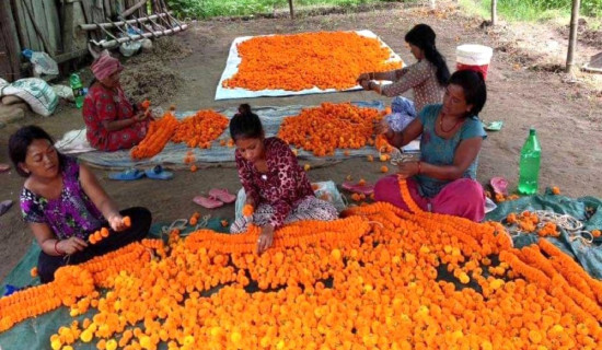 फूलखेतीमा रमाउँदै चर्तिमगर