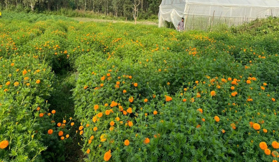 भारतीय फूल विस्थापित गर्न तनहुँमा व्यावसायिक फूल खेती