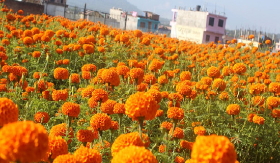 भारतीय सयपत्री फूलको माला आयातमा रोक