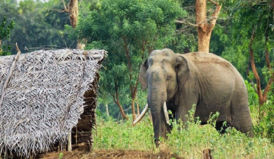 दोधारा चादँनीको सीमाबस्तीमा हात्तीको त्रास