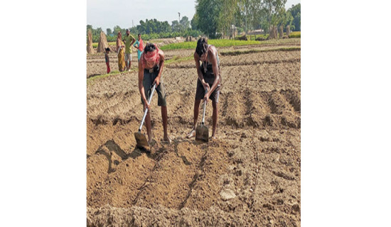 धान भित्र्याएका किसान आलु रोप्न व्यस्त