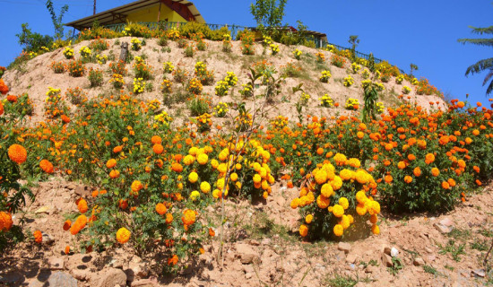 तिहारका लागि विद्यालयमा फूल उत्पादन