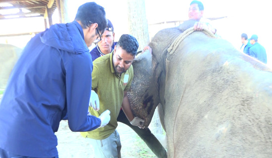 बर्दियामा हात्ती स्वास्थ्य शिविर