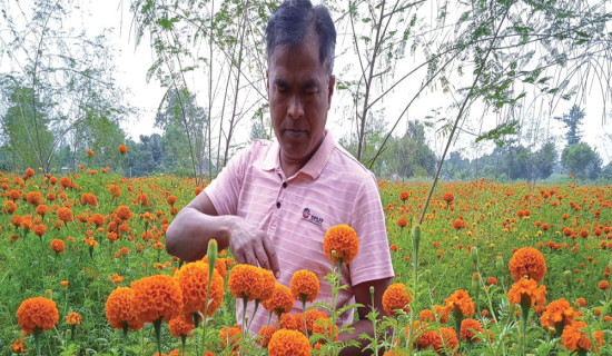 पुष्प खेतीमा रमाइरहेका सीताराम