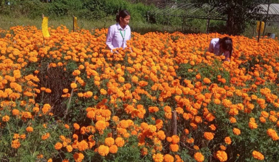 तिहारका लागि विद्यार्थीद्वारा फूल उत्पादन