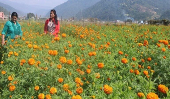 जिल्लामा फूल खेती भएपछि तिहारमा माला बनाउन सहज हुने
