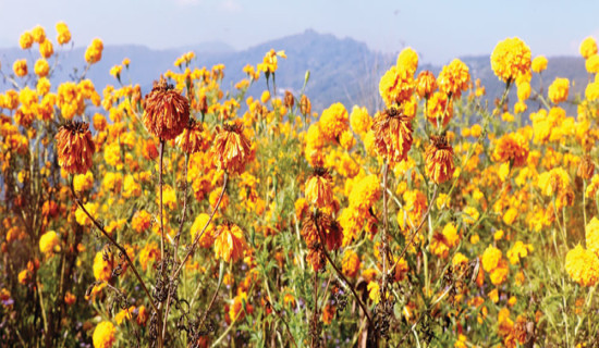 फूल छिटो फुल्दा किसान मर्कामा