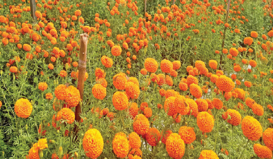 तिहारका लागि फूल र मालाको मूल्य निर्धारण