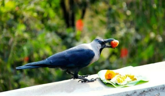 रत्नपार्कमा काग सम्मेलन