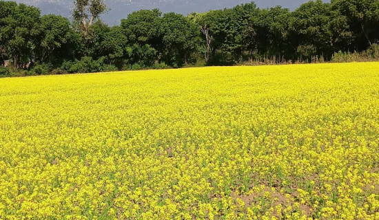 तोरी फुलेर पहेँलपुर बन्यो पाल्पा