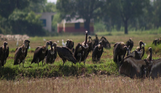 १७ वर्षपछि ७७ वटै जिल्ला डाइक्लोफेनेक मुक्त घोषणा