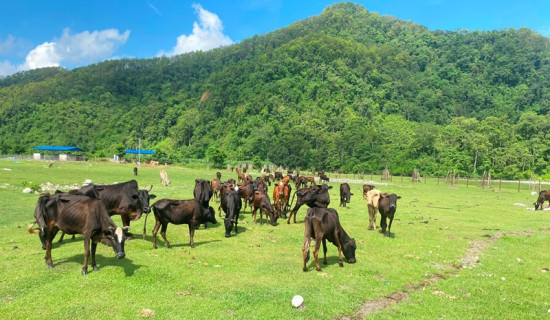 गाई संरक्षण केन्द्रमा धार्मिक पर्यटक बढे
