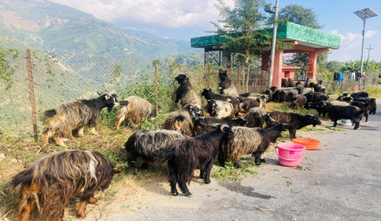 बिकेनन् मुस्ताङी च्याङ्ग्रा