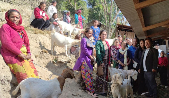 एकल महिलालाई उन्नत जातका बाख्रा सहयोग