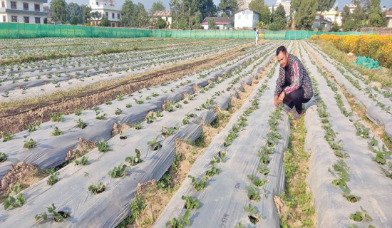 जग्गा लिजमा लिएर व्यावसायिक स्ट्रबेरी खेती