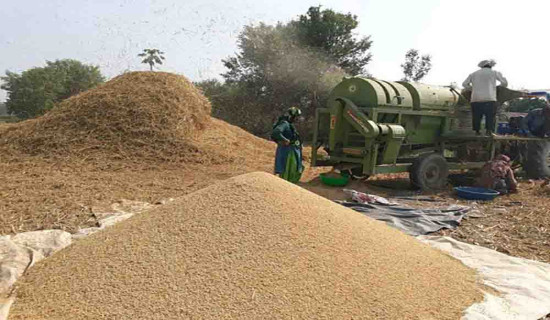 बाँकेमा धान उत्पादन बढ्यो