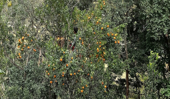 स्याङ्जामा घट्यो सुन्तला उत्पादन