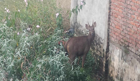 नेपालगन्जबाट जरायोलाई नियन्त्रणमा लिई निकुञ्ज पठाइयो