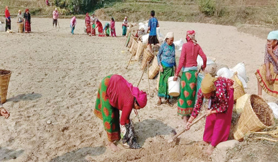 स्याङ्जामा व्यावसायिक आलु खेती