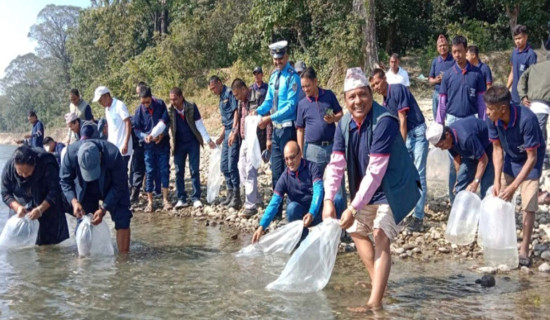 राप्ती नदीमा २० हजार माछाका भुरा छोडियो