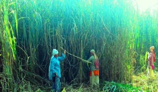 घाँसखेतीबाट कृषकको जीवन उकासिँदै