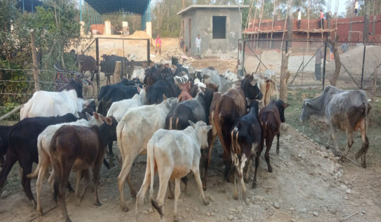 छाडा चौपाया व्यवस्थापन सुरु