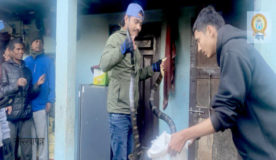 गोमन सर्पको उद्धार