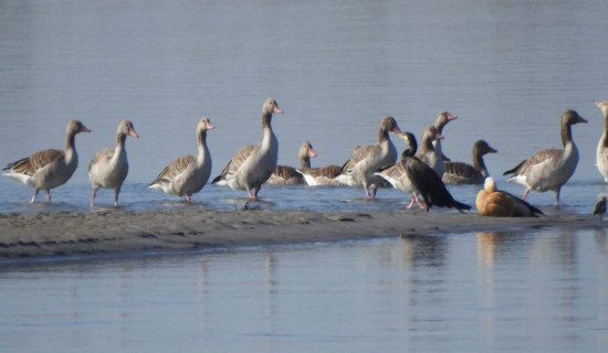 तल्लो कर्णाली क्षेत्रमा पर्यटक चरा