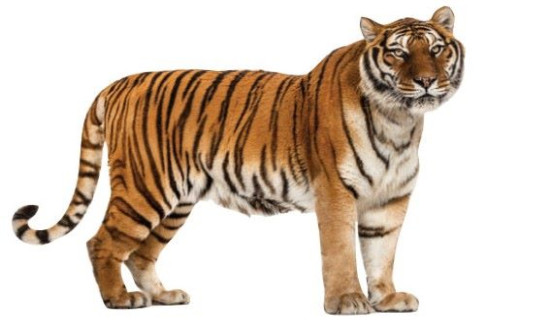 बर्दिया पठाइयो चितवनको बाघ