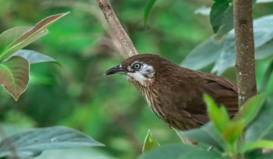 काँडेभ्याकुर हेर्न उपरदाङगढीमा पर्यटक