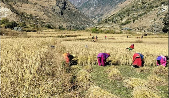 मार्सी धान उत्पादन २५ प्रतिशतले बढ्यो