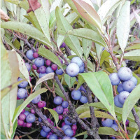 क्षयरोग उन्मूलनको लक्ष्य