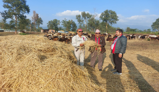 अधिकृतको बिहेमा गाईवस्तुलाई भोज