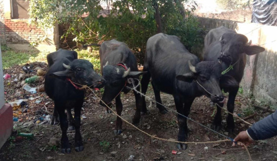 भारतबाट ल्याइएका अवैध राँगा नियन्त्रणमा