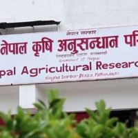 केरा खेतीबाट मनग्य आम्दानी