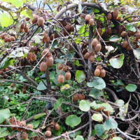 म्याग्दीका १५ वडाको मतपरिणाम सार्वजनिक