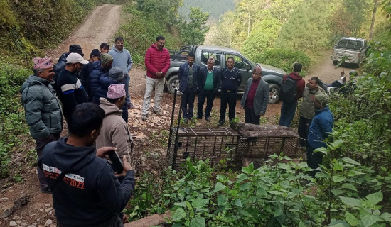 चितुवा नियन्त्रण गर्न निकुञ्जको टोली प्युठानमा