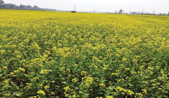 घट्यो तोरी लगाउने क्षेत्रफल