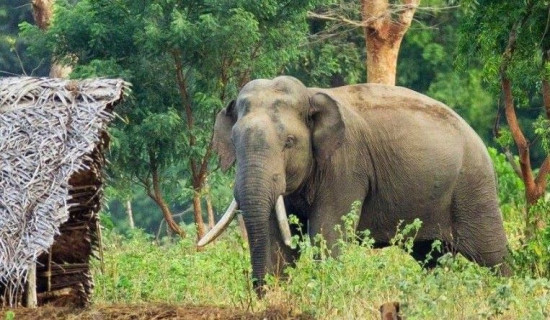 जङ्गली हात्तीद्वारा घरमा क्षति