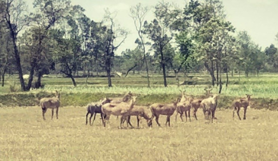 जङ्गली जनावरको आतङ्कले किसान हैरान