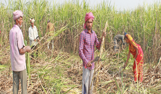 उखुको मूल्य निर्धारण गर्न माग