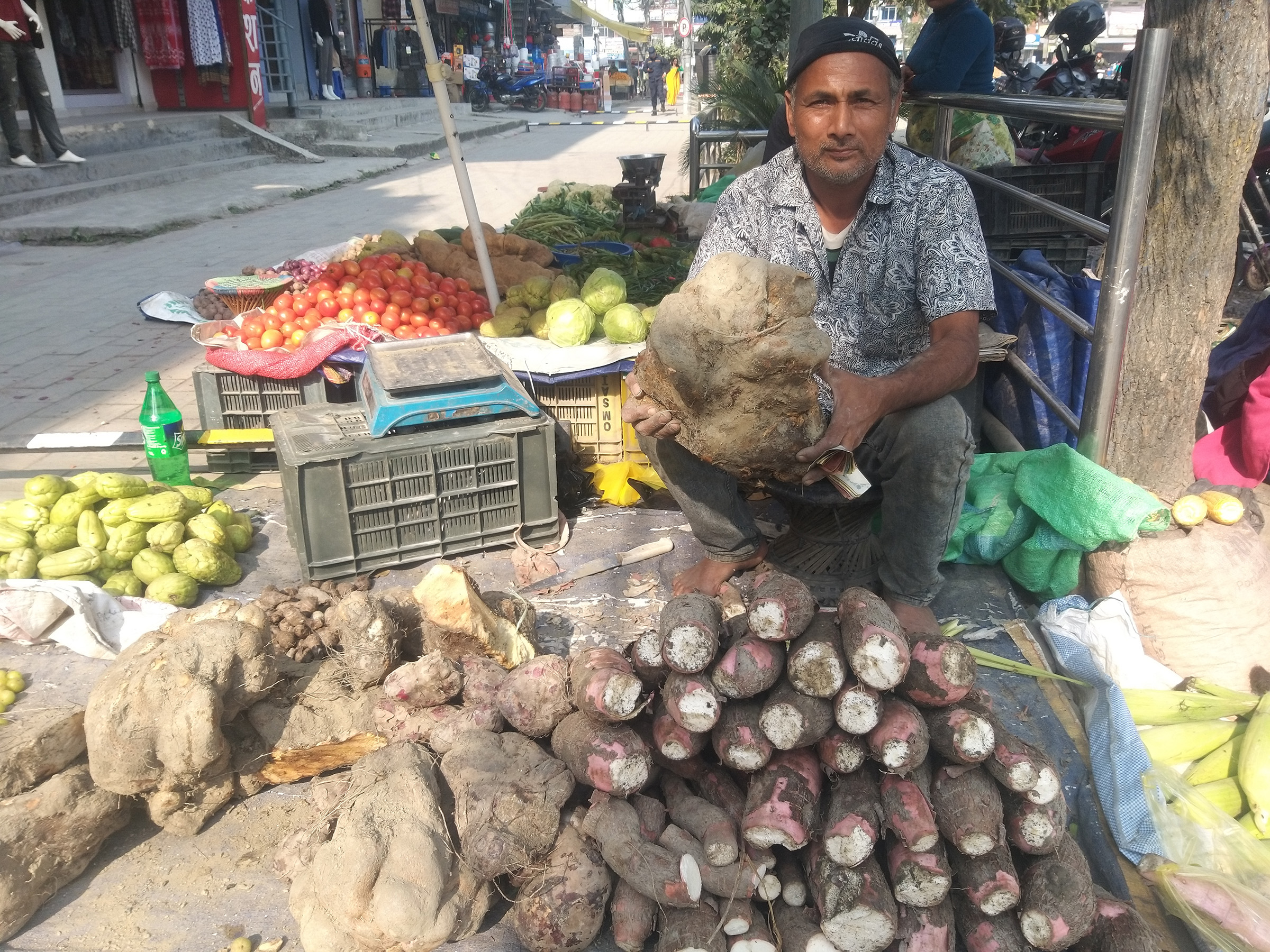 सङ्क्रान्ति नजिकिएसँगै तरुलको व्यापार सुरु